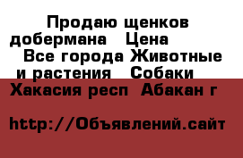 Продаю щенков добермана › Цена ­ 45 000 - Все города Животные и растения » Собаки   . Хакасия респ.,Абакан г.